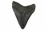 Juvenile Megalodon Tooth - South Carolina #171195-1